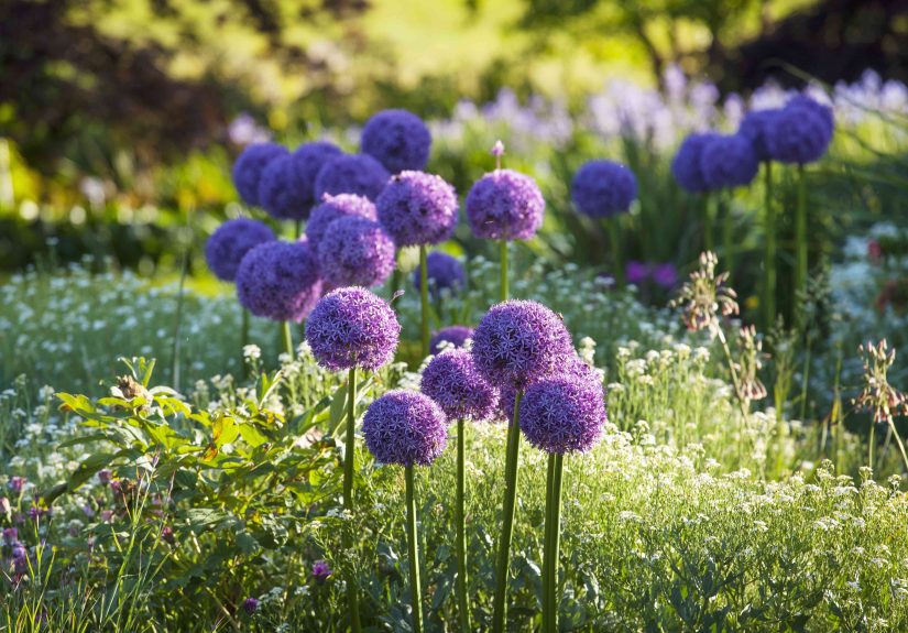 Don’t Miss the Best Time to Plant Allium BulbsIt’s Quickly Approaching!