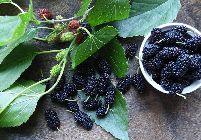 Mulberry Leaf: Uses, Benefits, and Precautions