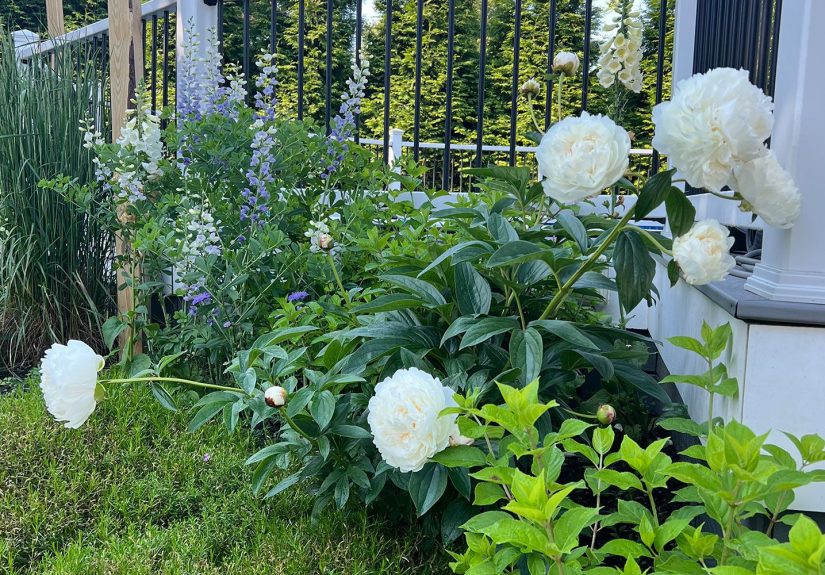 These $33 Amazon Peony Cages Stop Mine from Falling Over