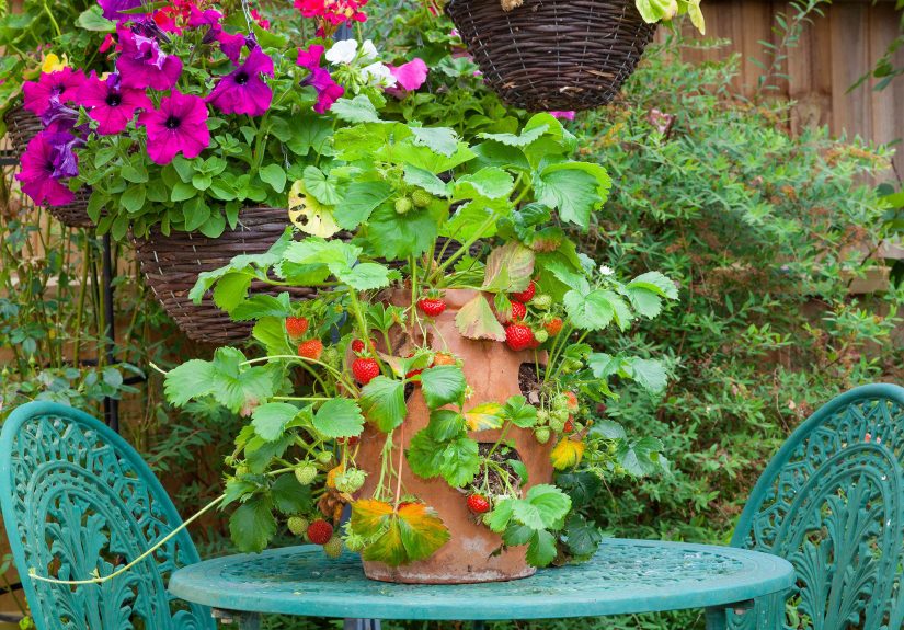 Why You Shouldn't Bother With a Strawberry Pot, According to Pros