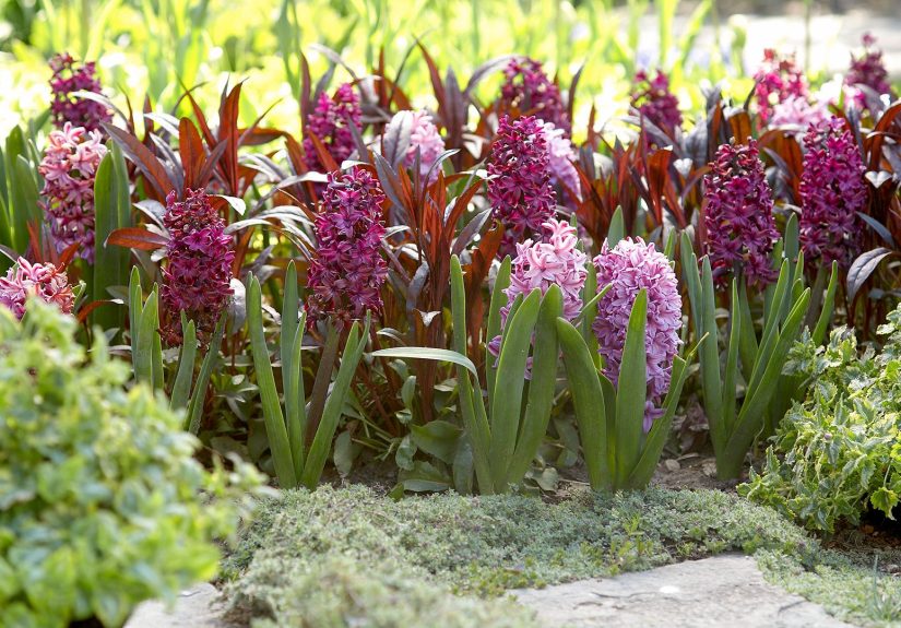 14 Key Tips for Planting Bulbs