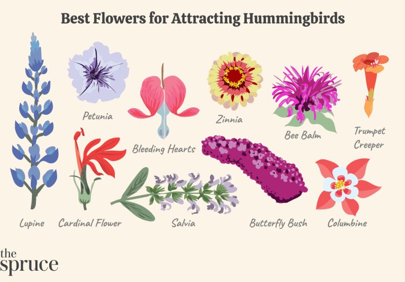 26 Best Hummingbird Flowers to Plant