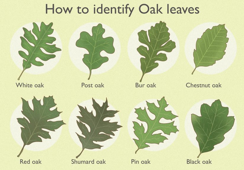 3 Ways to Identify Oak Leaves