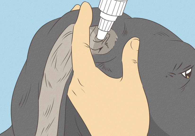 4 Ways to Clean Your Dog's Ears During a Yeast Infection