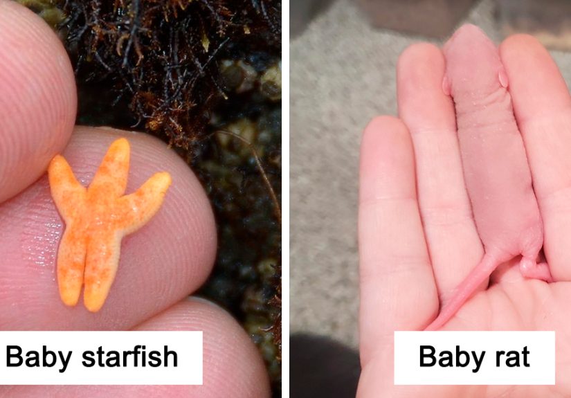 50 Of The Cutest Pics Of Very Smol Animals On Fingers