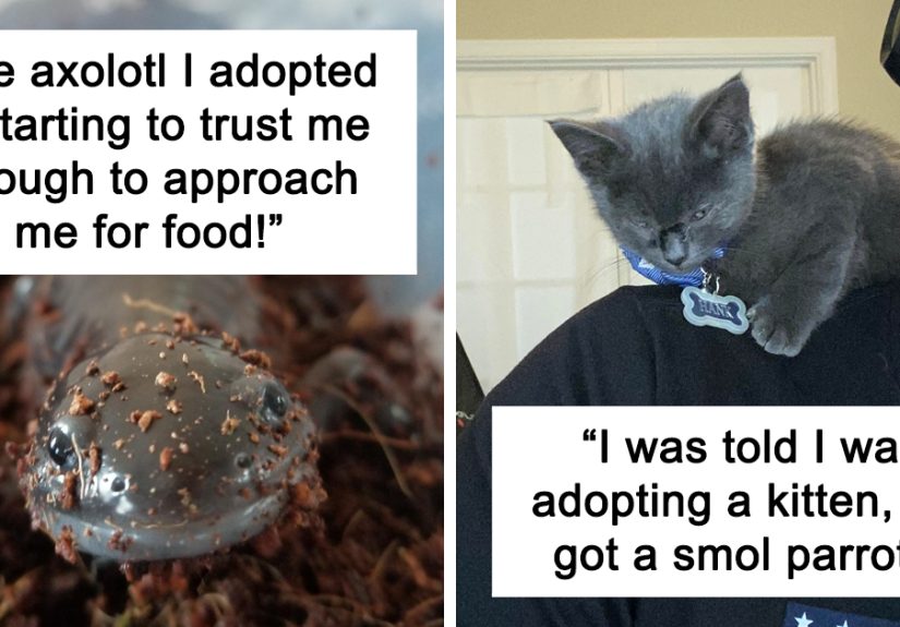 50 Of The Most Wholesome Rescue Pet Photos This November