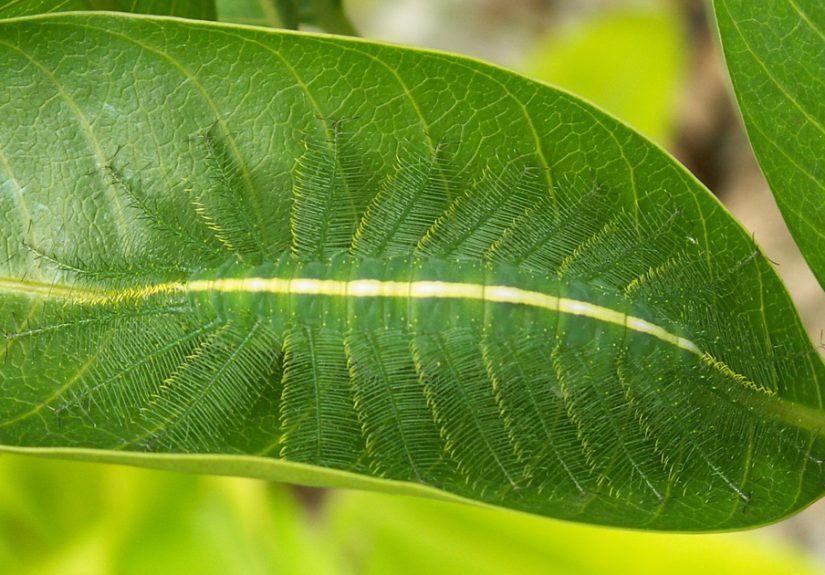 65 Unbelievable Examples of Animal Camouflage That Will Make You Look Twice