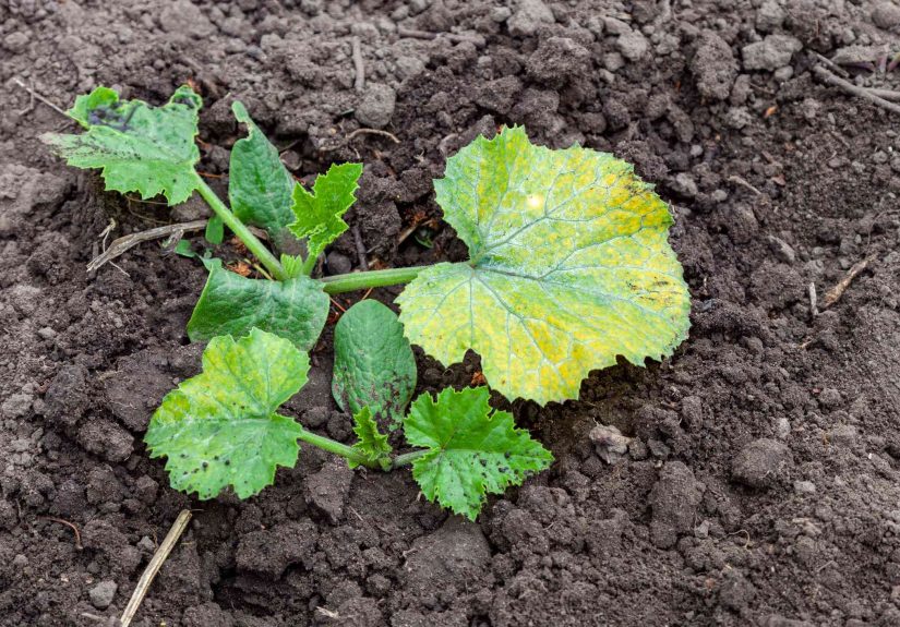 7 Reasons Why Your Young Zucchini Plant Has Yellow Leaves