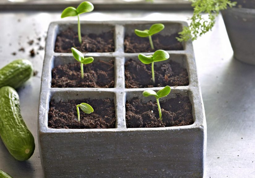 9 Essential Steps for Starting Seeds Indoors Successfully