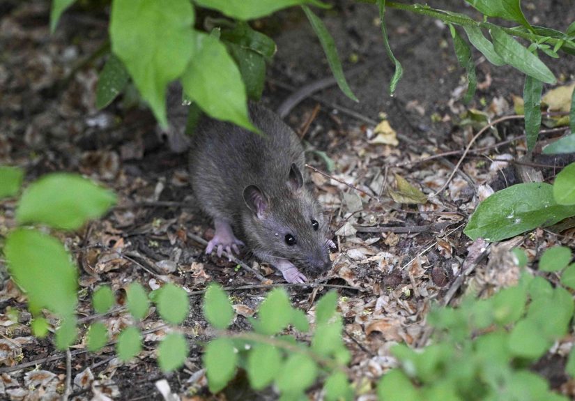 9 Things That Are Attracting Rats to Your Home