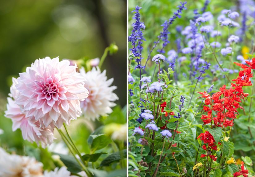 Annual vs Perennial Flowers: What’s the Difference?