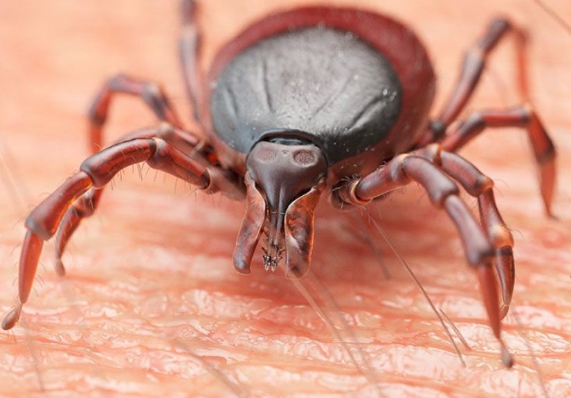 Babesia: Symptoms, diagnosis, and treatment