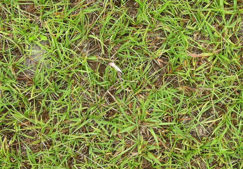 Bahia Grass – A Guide To Caring For And Growing Bahiagrass