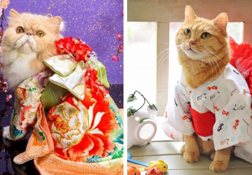 Cats In Kimonos Are A Thing In Japan