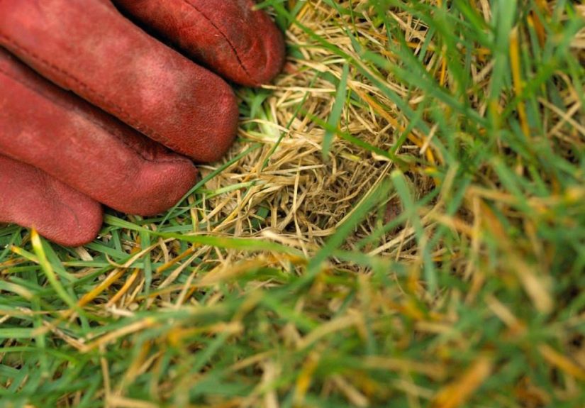Dethatching Lawns Restores Your Grass to Tip-Top Shape