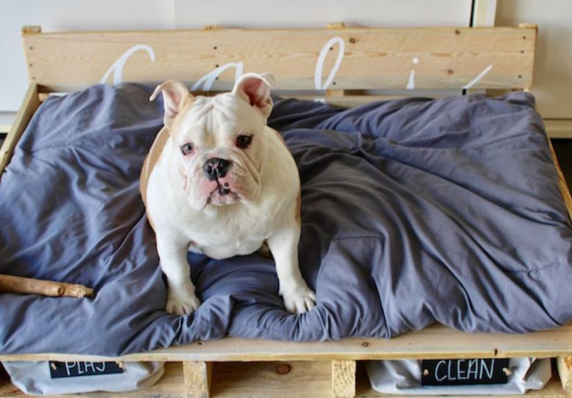 DIY Dog Pallet Bed