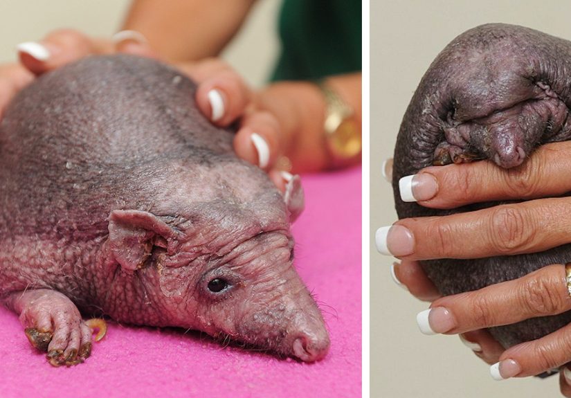 Hedgehog With No Spikes Has A Prescription For Regular Massages, Enjoys Every Bit Of It