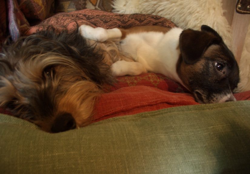 Hey Pandas, Post A Picture Of Your Pets