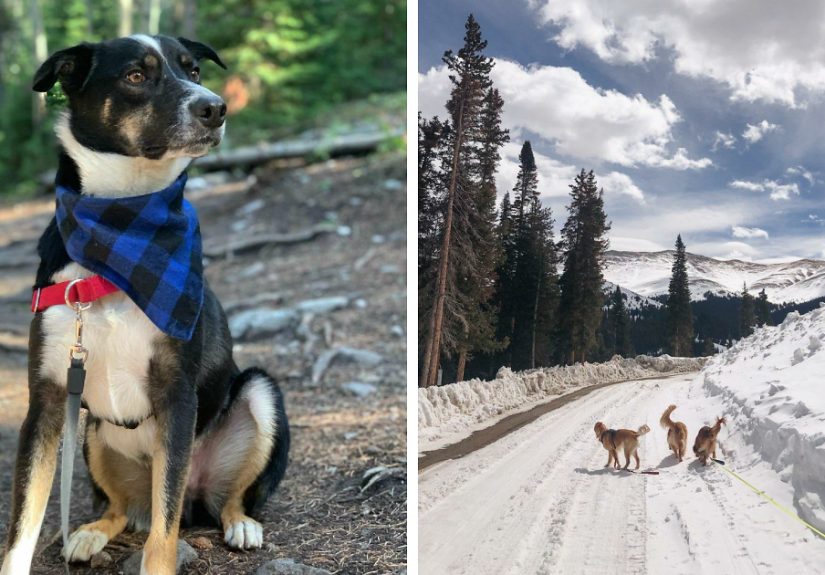 Hey Pandas, Post Your Favorite Picture Of Your Dog (Closed)