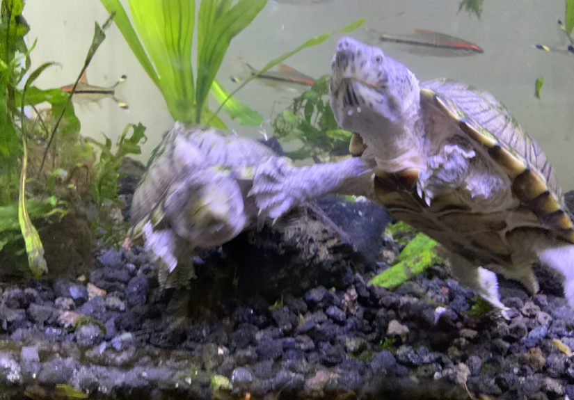 Hey Pandas, Send Photos Of Your Pet And I Will Draw It For You!