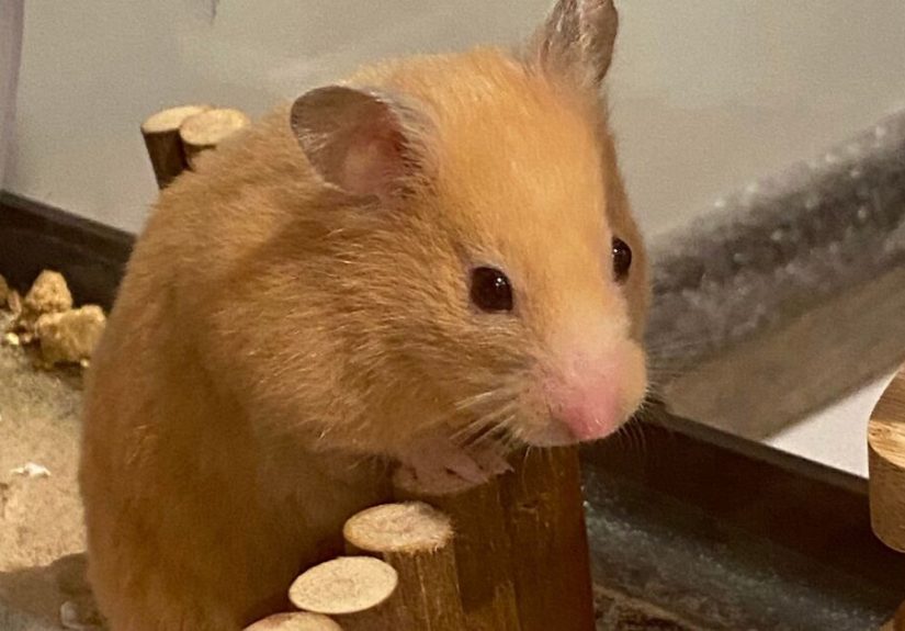 Hey Pandas, Share A Picture Of Your Hamster