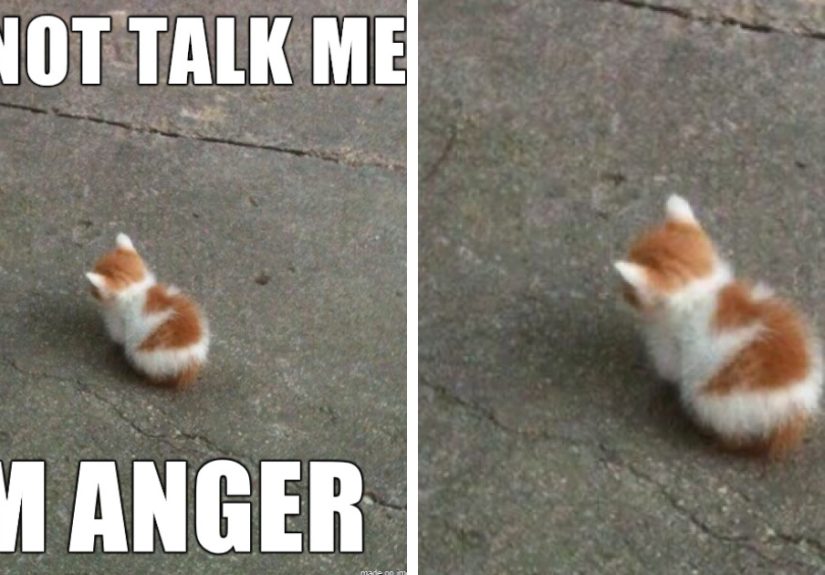 Hey Pandas, Share Your Favorite Memes