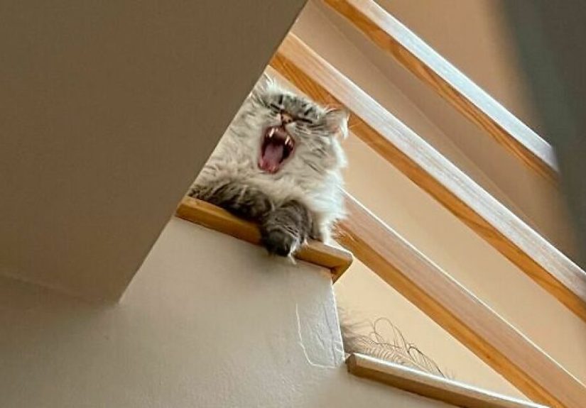 Hey Pandas, Share Your Funniest Accidental Photo (Closed)