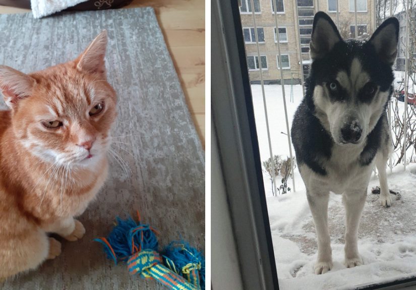 Hey Pandas, Take A Photo Of Your Pet (Closed)