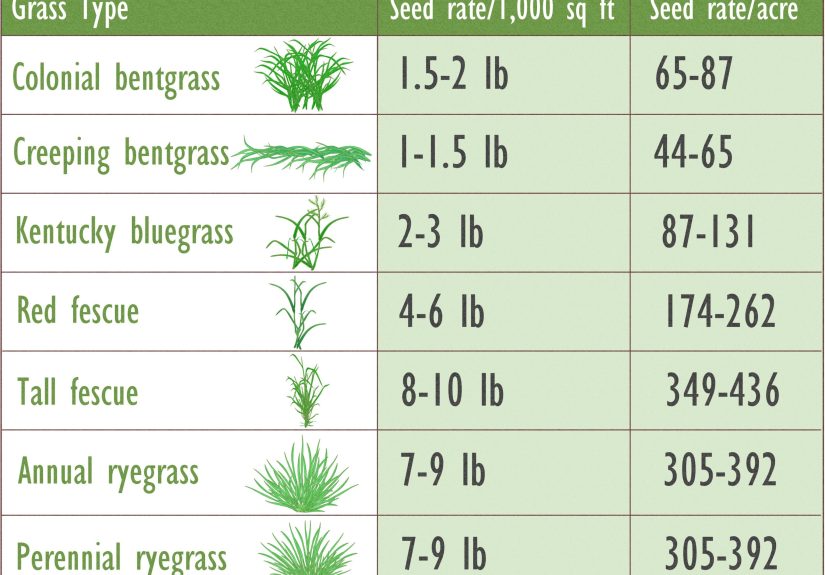 How to Calculate Grass Seed Per Acre for a Perfect Lawn
