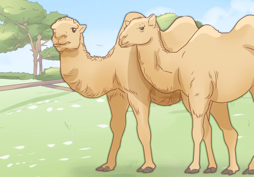 How to Care for a Camel