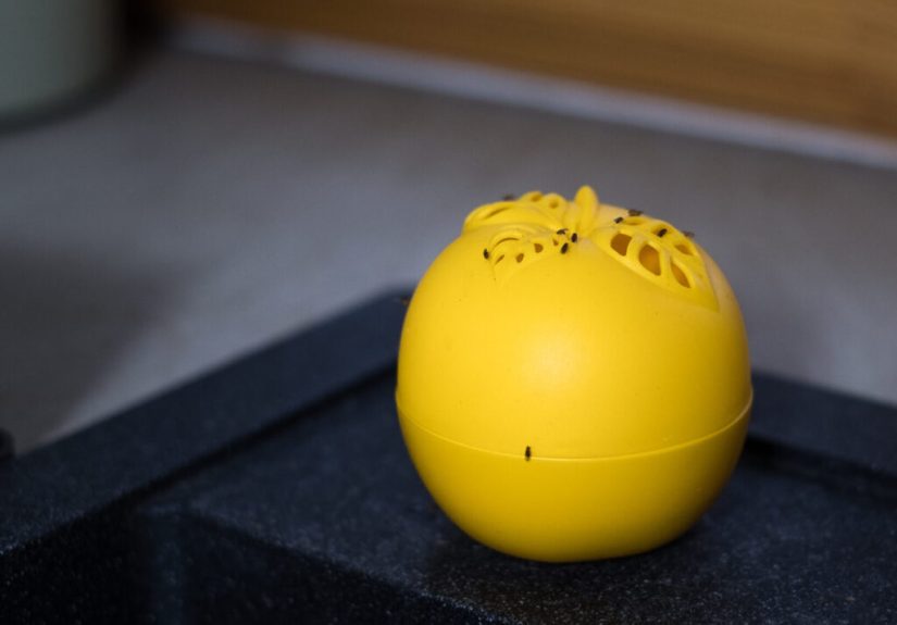 How To Catch Fruit Flies