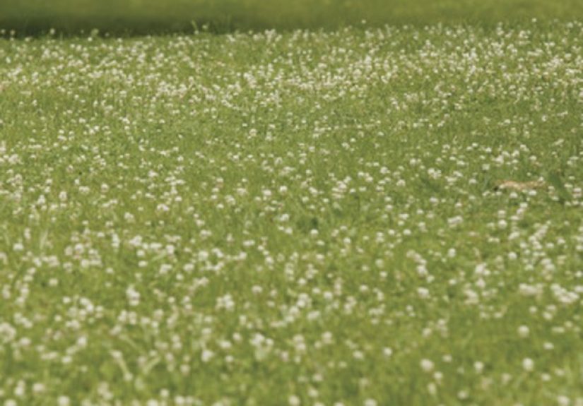 How to Get Rid of Clover in Horse Pasture