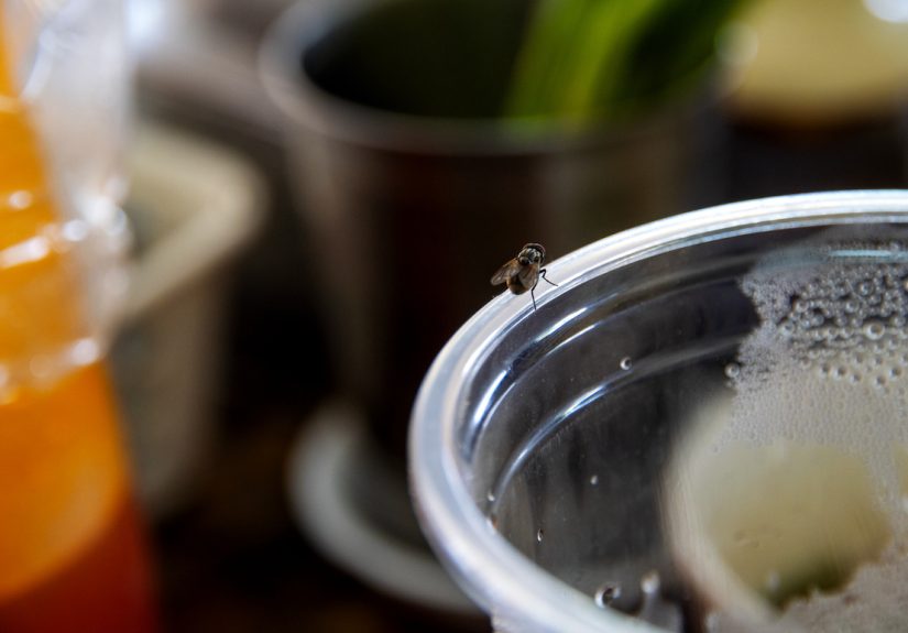 How to Get Rid of Flies in the House