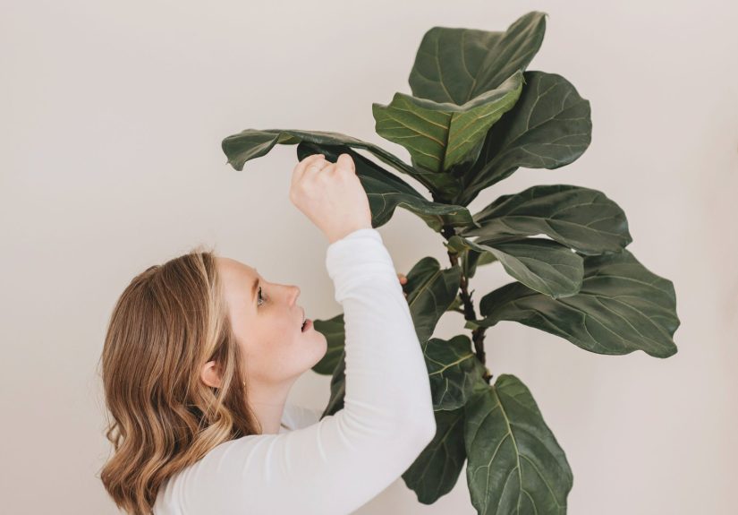 How to Get Rid of Mealybugs on Your Houseplants