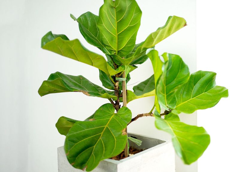 How to Grow and Care for a Finicky Fiddle-Leaf Fig Tree