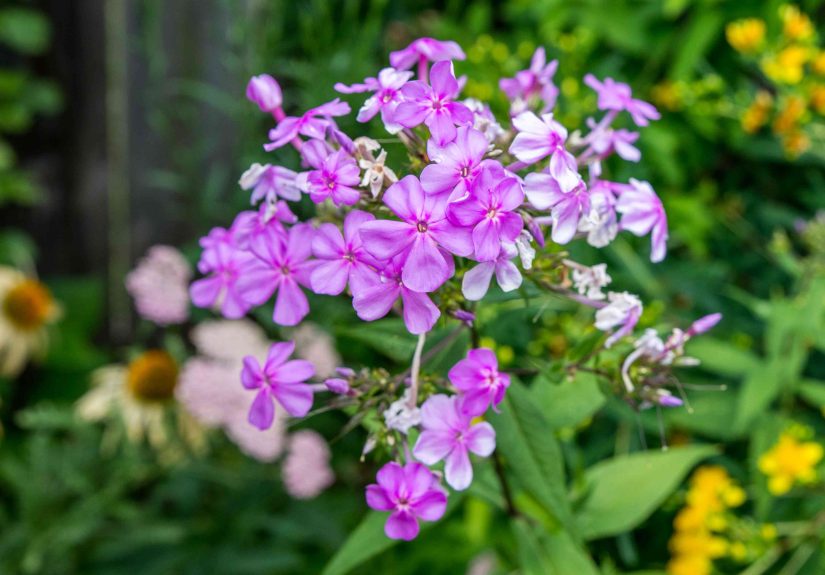 How to Grow and Care for Garden Phlox