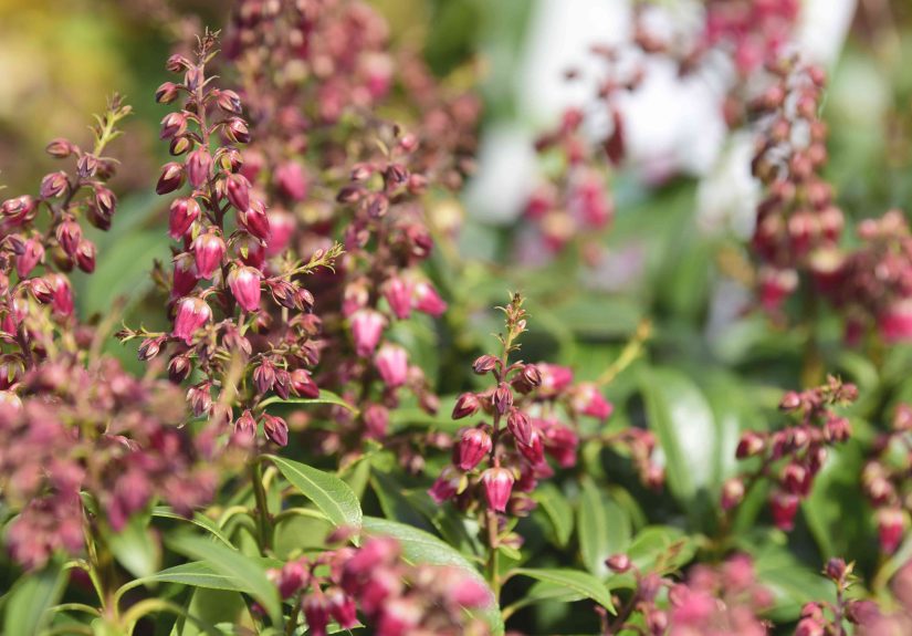 How to Grow and Care for Japanese Andromeda