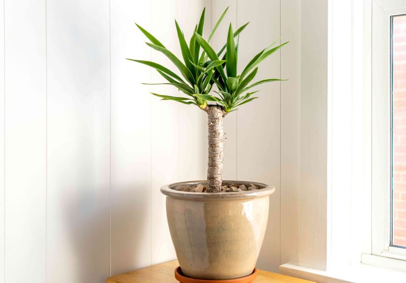 How to Grow and Care for Spineless Yucca