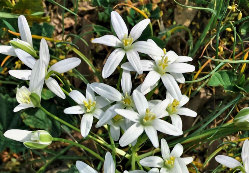 How to Grow and Care for Star of Bethlehem