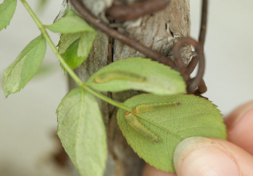 How to Keep Sawfly Larvae Off Your Roses