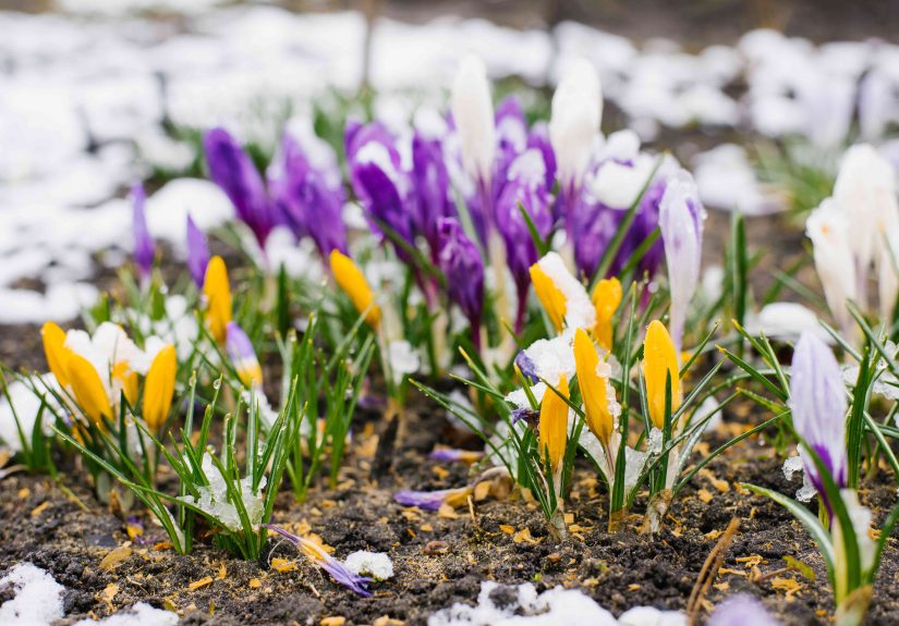 How to Mulch Flower Beds Over the Winter