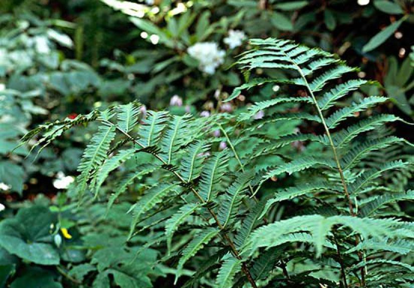 How to Plant and Grow Hay-Scented Fern