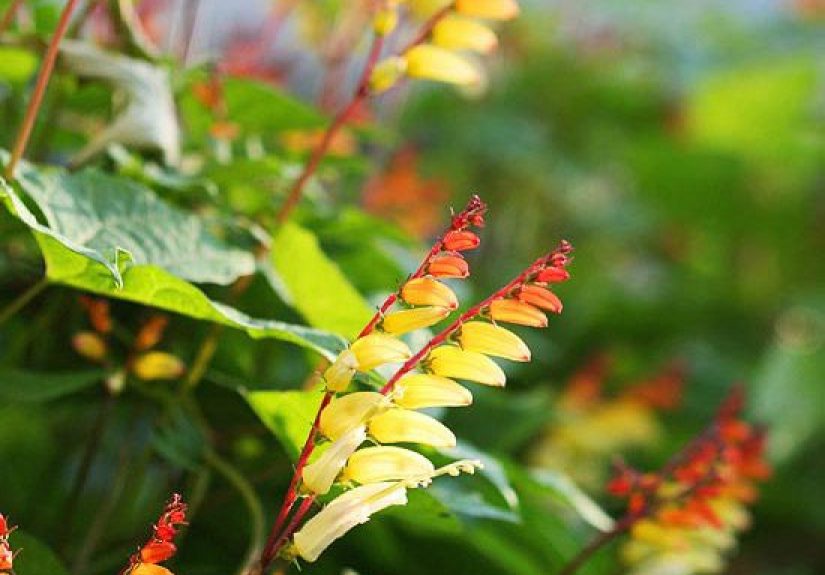 How to Plant and Grow Spanish Flag