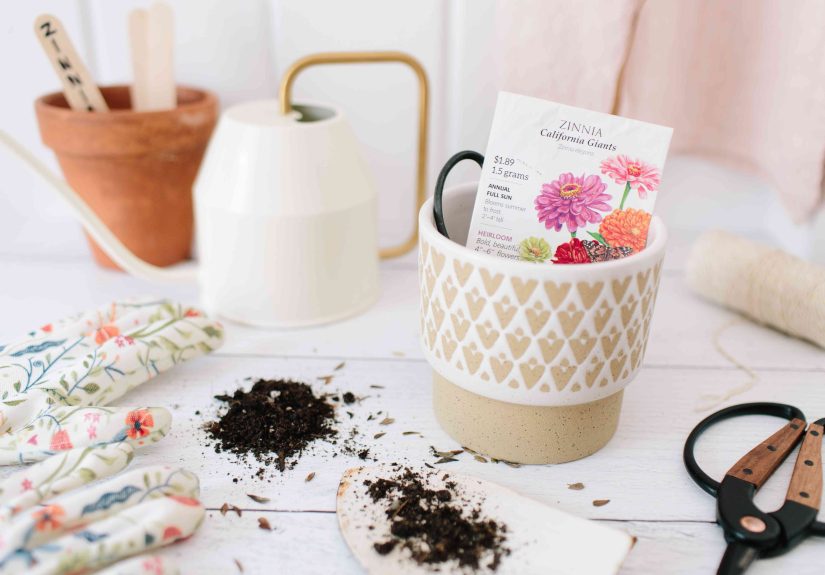 How to Plant Zinnia Seeds