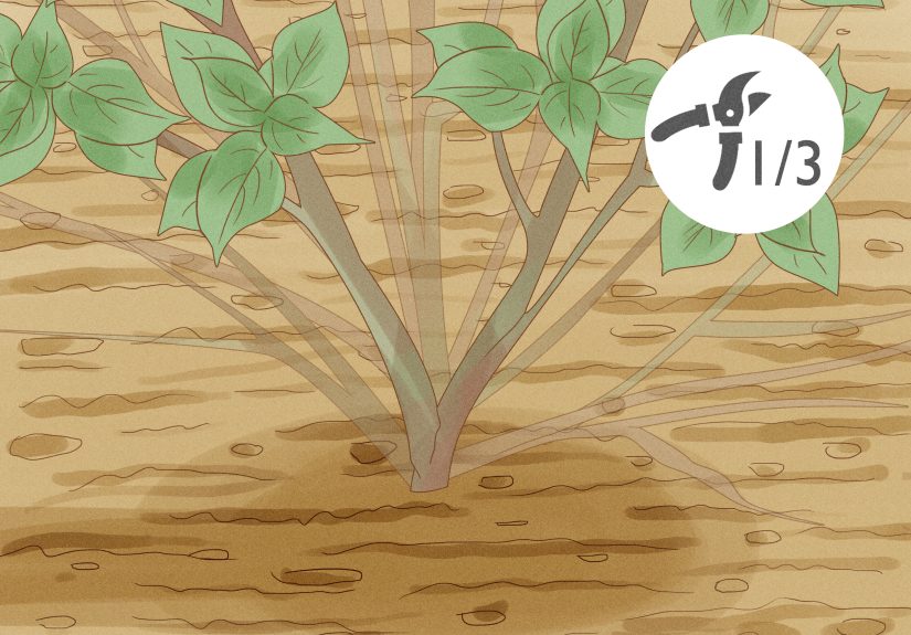 How to Prune Lacecap Hydrangeas: 9 Steps