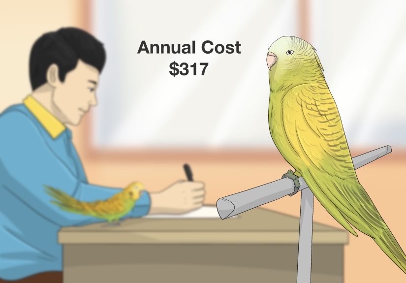 How to Take Care of a Pet: 7 Essential Things to Know