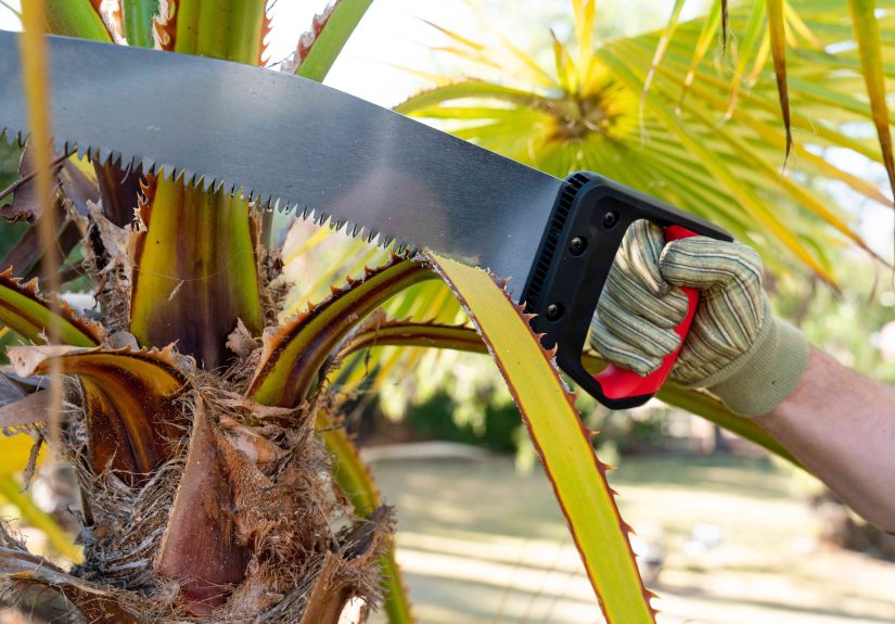 How to Trim a Palm Tree and When Not to Prune