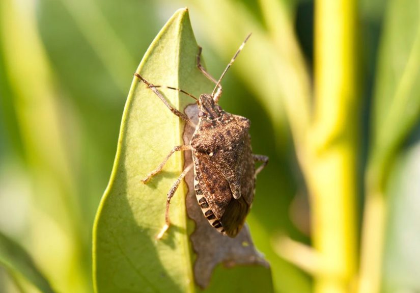 Invasive Insect Species To Watch Out for in 2025