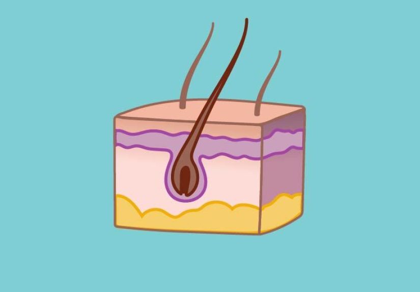 Layers of Skin: How Many, Diagram, Model, Anatomy, In Order