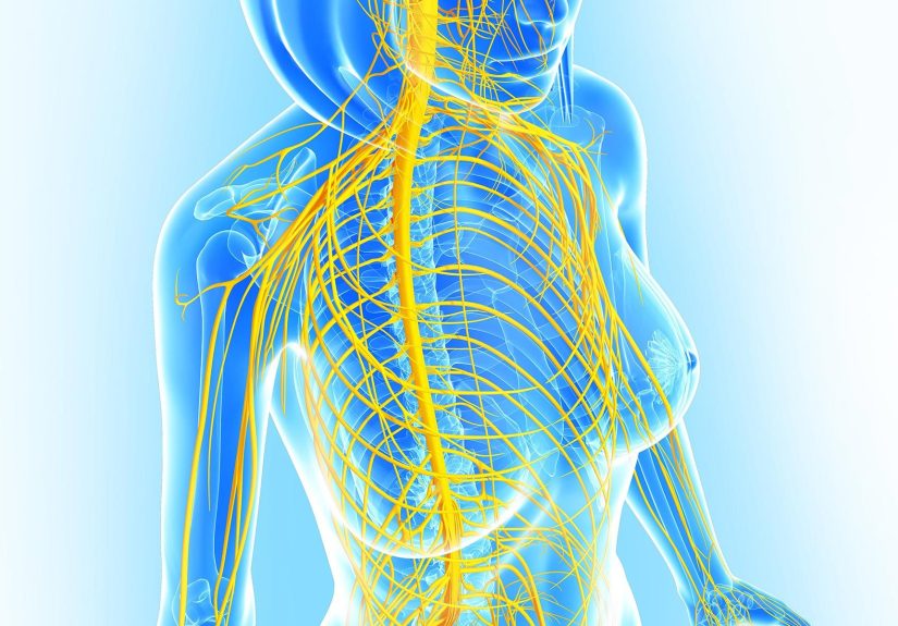 Nervous System (Human Anatomy): Functions, Organs, Diseases